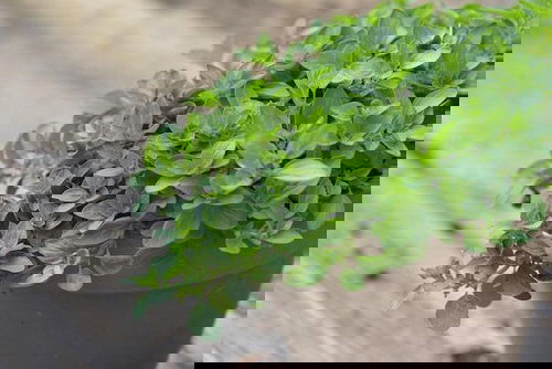 oregano Best Strawberry Companion Plants
