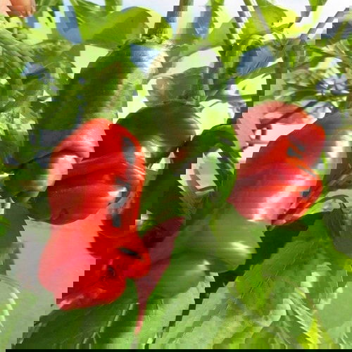 Funny Looking Plants 6