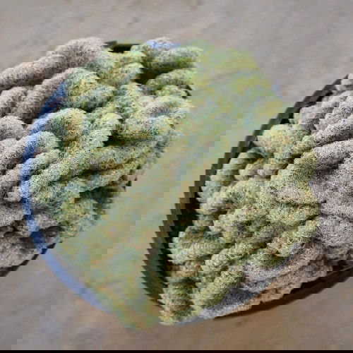 Funny Looking Plants 7