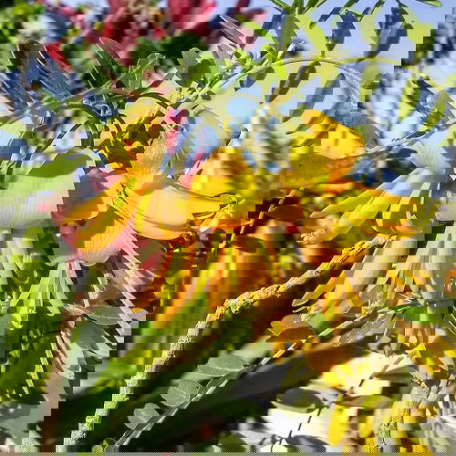 Mamane Hawaiian Flower