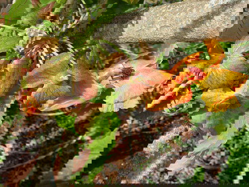 Koki’o Hawaiian Flower