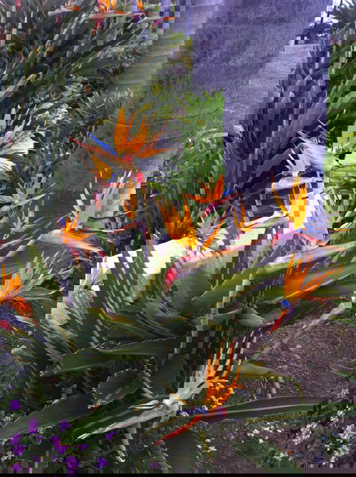 Birds of Paradise Hawaiian Flower