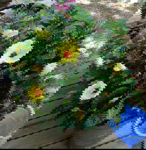 Hibiscus Hawaiian Flowers 