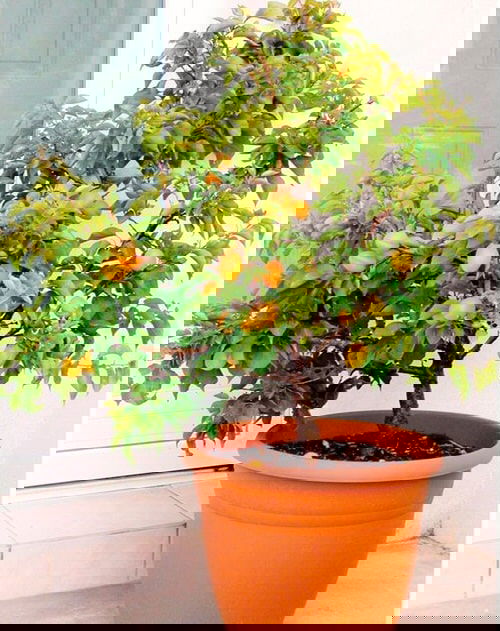 Fruits You Can Grow Indoors 3