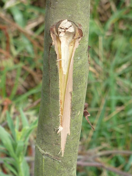 Turmeric Uses 4