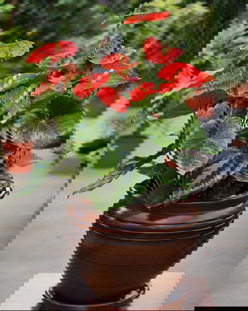 Anthurium Hawaiian Flower