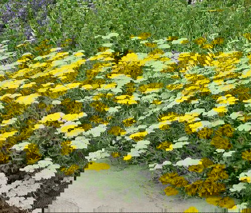 Achillea millefolium plant in garden