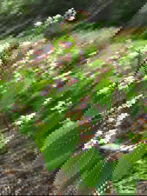 beautiful Gorgeous Pink-Flowered Weeds