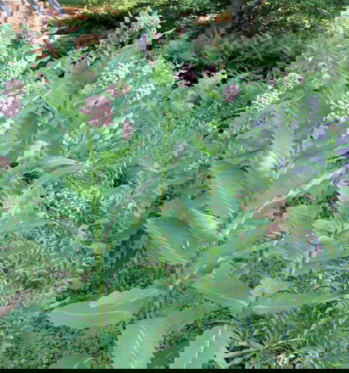 best Gorgeous Weeds with Pink Blossoms