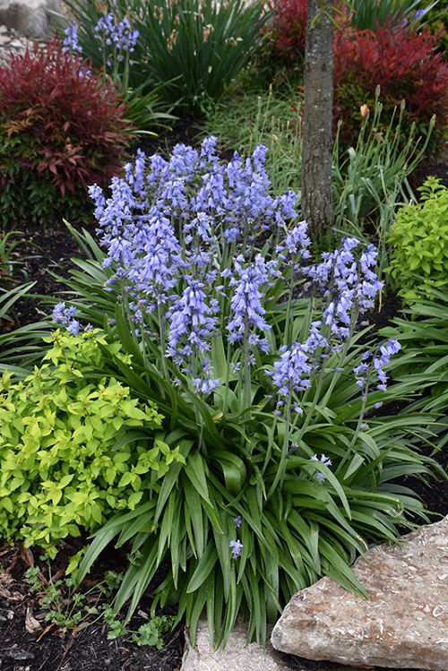 Amazing Blue Flowers for the Garden
