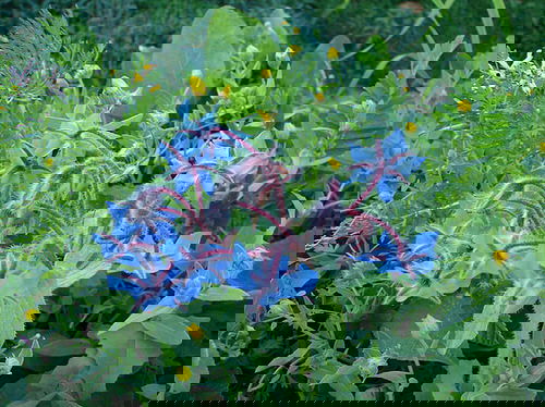 Tomato Companion Plants 10
