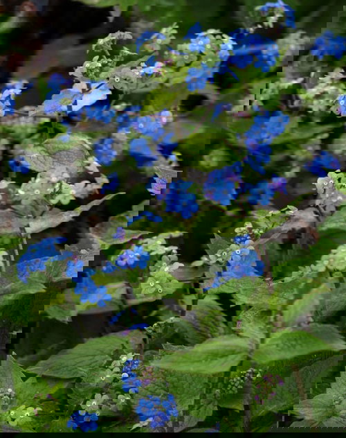 Dark Blue Flowers 13