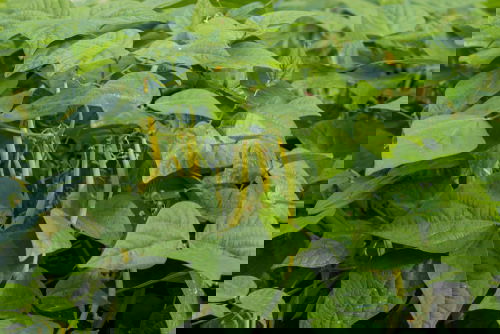 Plants to grow with tomato 20