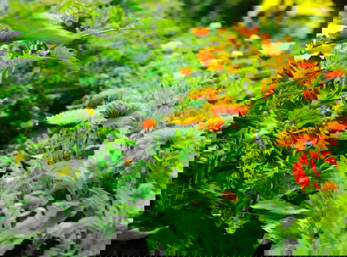 Tomato Companion Plants 48