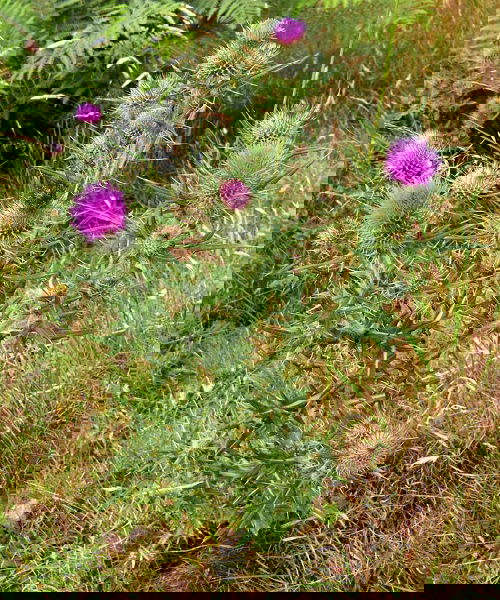 Weeds with Pink Flowers in garden