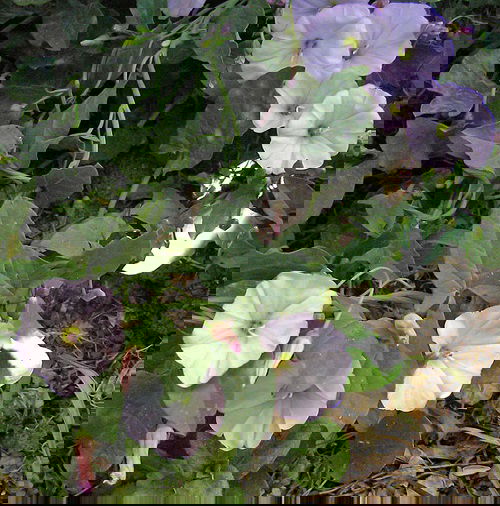  Weeds with Pink Flowers