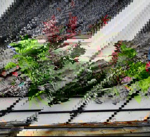 Best Foliage Plants for Window Boxes ideas