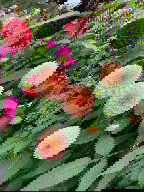 top Flowers For Your Cut Flower Garden