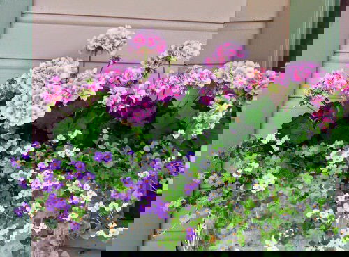 Plants for Window Boxes ideas