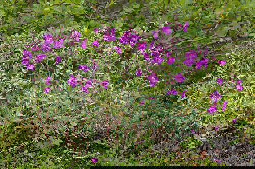  amazing Weeds with Pink Flowers