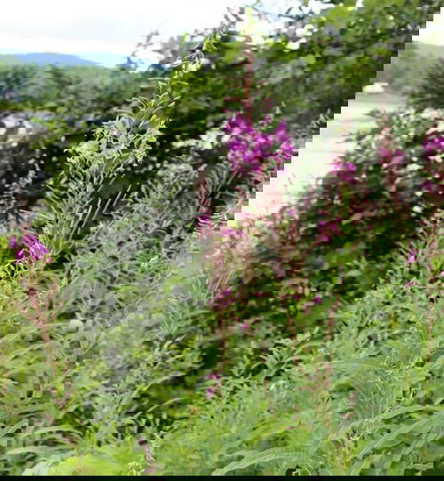 Gorgeous Pink-Flowered Weeds