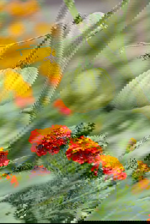 Tomato Companion Plants 40