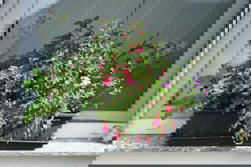 plant you can grow in a small space 