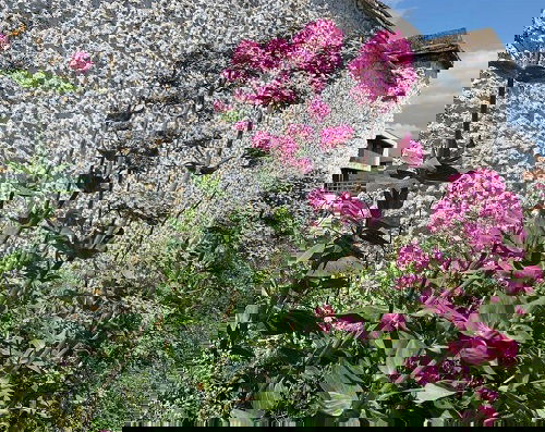 Lovely Pink-Flowered Weeds