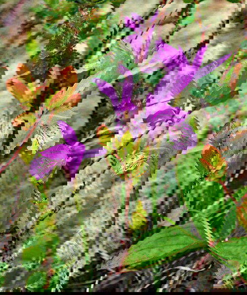 Pink-flowering weeds that are beautiful