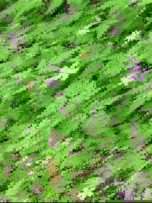  best Weeds with Pink Flowers