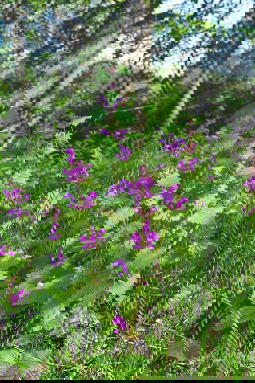 top Beautiful Weeds with Pink Flowers