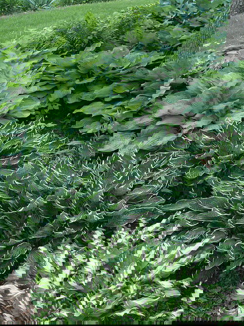 when to divide hostas