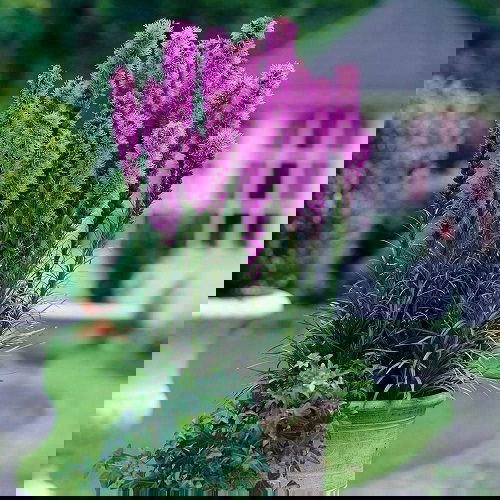 blazing is Bee Balm Companion Plants