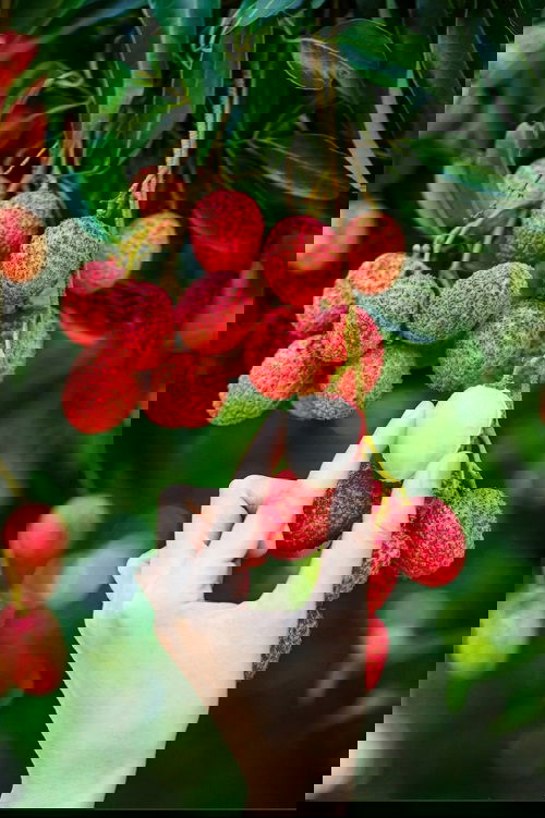 Pink Fruits 13