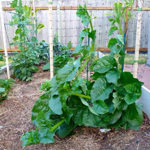 spinach Best Strawberry Companion Plants