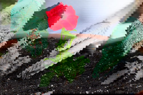 Fix Leggy Petunias Quickly 76