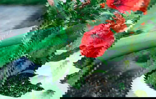 How to Fix Leggy Petunias Quickly 2