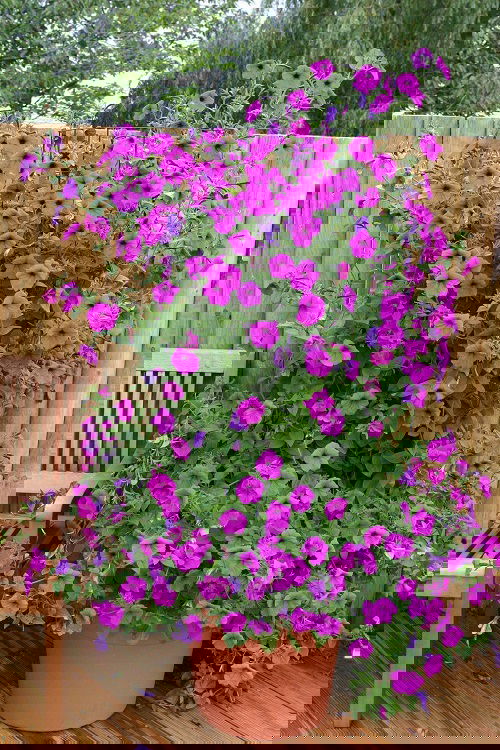 Petunia near fence
