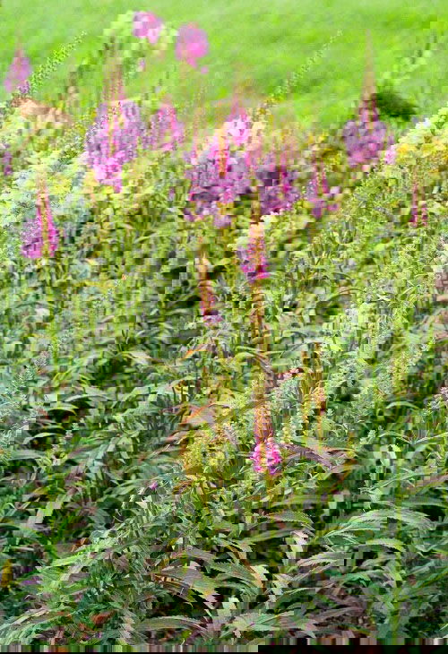 Bee Balm Companion Plants