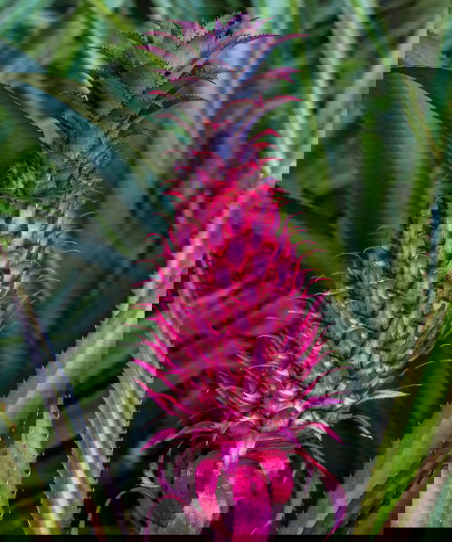 Pink Fruits 7