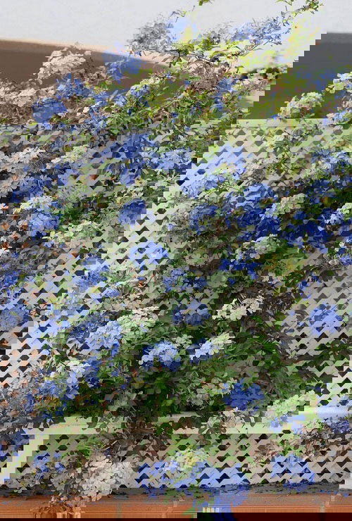 Best Varieties of Plumbago Flowers