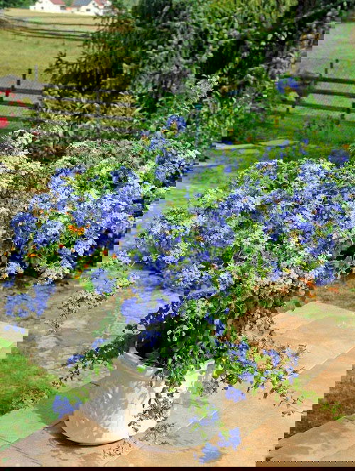 Requirements for Growing Plumbago