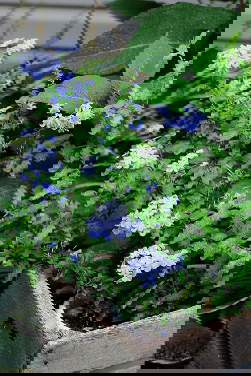  Growing Plumbago