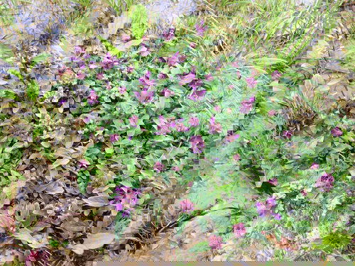  Beautiful Weeds with Pink Flowers