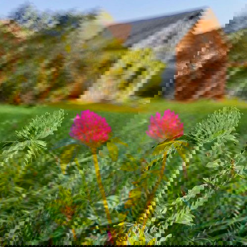  top best Weeds with Pink Flowers