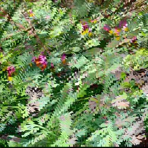 beautiful Pink-Flowered Weeds