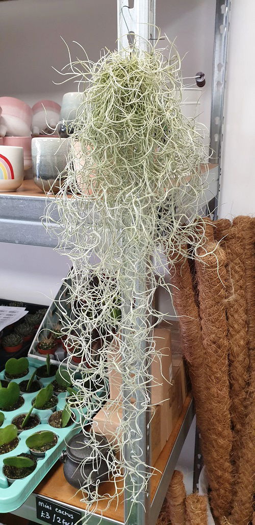 Plants that Look Like Noodles