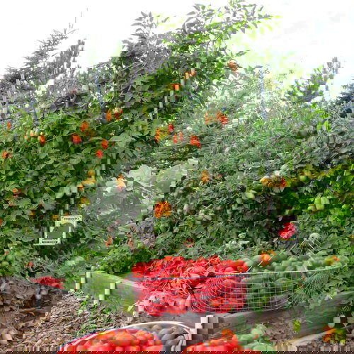Tomato Companion Plants 16