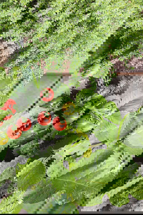 Tomato Companion Plants 5