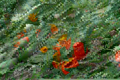 Tomato Companion Plants